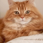 不笑猫-QXSQ