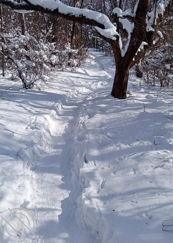 【真实原创】137、瑞雪兆丰年，祝大哥们蛇年大吉大利，发大财-QXSQ