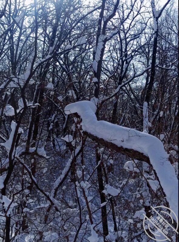 【真实原创】137、瑞雪兆丰年，祝大哥们蛇年大吉大利，发大财-QXSQ