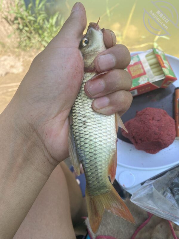 【海角原创】189天天五点起床去钓鱼也是没谁了，姐姐的好利来制服可还行？-QXSQ
