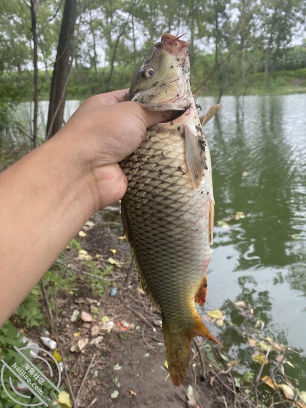 【海角原创】189天天五点起床去钓鱼也是没谁了，姐姐的好利来制服可还行？-QXSQ